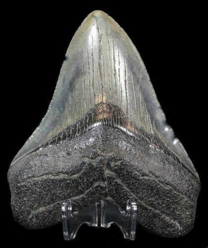 Megalodon Tooth - South Carolina #44552